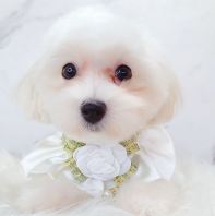 Maltipoo Âí¶ûÌ©µÏ Maltipoo Âí¶ûÌ©µÏ