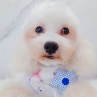 Maltipoo Âí¶ûÌ©µÏ Maltipoo Âí¶ûÌ©µÏ