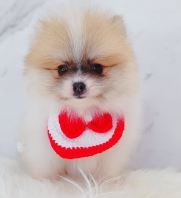 Pomeranian ²©ÃÀ Pomeranian ²©ÃÀ