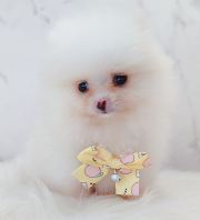 Pomeranian ²©ÃÀ Pomeranian ²©ÃÀ