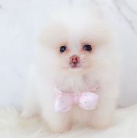 Pomeranian ²©ÃÀ Pomeranian ²©ÃÀ