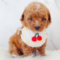 Poodle Ì©µÏ¹ó±ö Poodle Ì©µÏ¹ó±ö