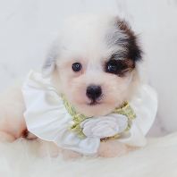 Poodle Ì©µÏ¹ó±ö Poodle Ì©µÏ¹ó±ö