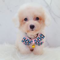 Poodle Ì©µÏ¹ó±ö Poodle Ì©µÏ¹ó±ö