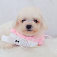 Bichon Frise ±ÈÐÜ Bichon Frise ±ÈÐÜ