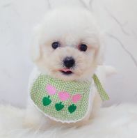 Bichon Frise ±ÈÐÜ Bichon Frise ±ÈÐÜ