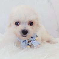 Bichon Frise ±ÈÐÜ Bichon Frise ±ÈÐÜ