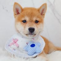Shiba Inu ²ñÈ® Shiba Inu ²ñÈ®