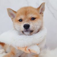 Shiba Inu ²ñÈ® Shiba Inu ²ñÈ®