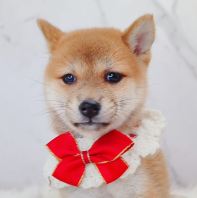 Shiba Inu ²ñÈ® Shiba Inu ²ñÈ®
