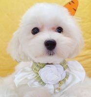 Maltipoo Âí¶ûÌ©µÏ Maltipoo Âí¶ûÌ©µÏ