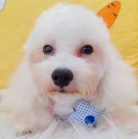 Maltipoo Âí¶ûÌ©µÏ Maltipoo Âí¶ûÌ©µÏ