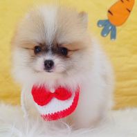 Pomeranian ²©ÃÀ Pomeranian ²©ÃÀ