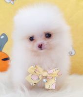 Pomeranian ²©ÃÀ Pomeranian ²©ÃÀ