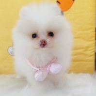 Pomeranian ²©ÃÀ Pomeranian ²©ÃÀ
