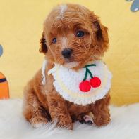 Poodle Ì©µÏ¹ó±ö Poodle Ì©µÏ¹ó±ö