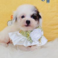 Poodle Ì©µÏ¹ó±ö Poodle Ì©µÏ¹ó±ö