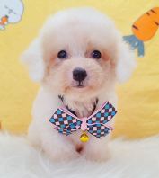 Poodle Ì©µÏ¹ó±ö Poodle Ì©µÏ¹ó±ö