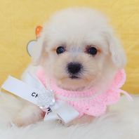 Bichon Frise ±ÈÐÜ Bichon Frise ±ÈÐÜ