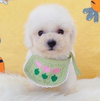 Bichon Frise ±ÈÐÜ Bichon Frise ±ÈÐÜ