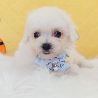 Bichon Frise ±ÈÐÜ Bichon Frise ±ÈÐÜ