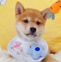 Shiba Inu ²ñÈ® Shiba Inu ²ñÈ®