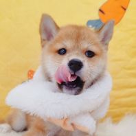 Shiba Inu ²ñÈ® Shiba Inu ²ñÈ®
