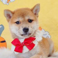 Shiba Inu ²ñÈ® Shiba Inu ²ñÈ®