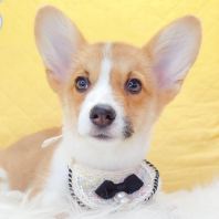 Corgi ¿Â»ù Corgi ¿Â»ù
