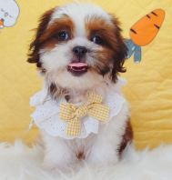 Shih Tzu Î÷Ê© Shih Tzu Î÷Ê©