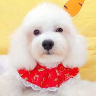 Maltipoo Âí¶ûÌ©µÏ Maltipoo Âí¶ûÌ©µÏ