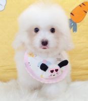 Bichon Frise ±ÈÐÜ Bichon Frise ±ÈÐÜ