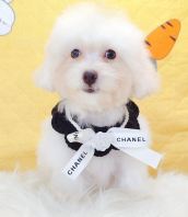 Poodle Ì©µÏ¹ó±ö Poodle Ì©µÏ¹ó±ö