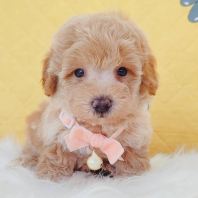 Maltipoo Âí¶ûÌ©µÏ Maltipoo Âí¶ûÌ©µÏ