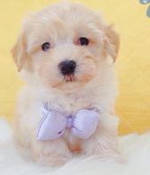 Maltipoo Âí¶ûÌ©µÏ Maltipoo Âí¶ûÌ©µÏ