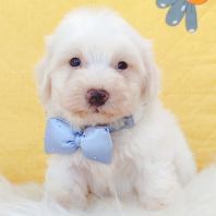 Maltipoo Âí¶ûÌ©µÏ Maltipoo Âí¶ûÌ©µÏ