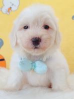 Maltipoo Âí¶ûÌ©µÏ Maltipoo Âí¶ûÌ©µÏ