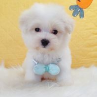 Maltipoo Âí¶ûÌ©µÏ Maltipoo Âí¶ûÌ©µÏ