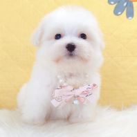 Maltipoo Âí¶ûÌ©µÏ Maltipoo Âí¶ûÌ©µÏ