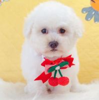 Bichon Frise ±ÈÐÜ Bichon Frise ±ÈÐÜ