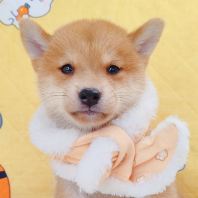 MameShiba Inu ¶¹²ñ²ñÈ® MameShiba Inu ¶¹²ñ²ñÈ®
