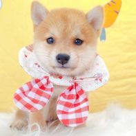 MameShiba Inu ¶¹²ñ²ñÈ® MameShiba Inu ¶¹²ñ²ñÈ®