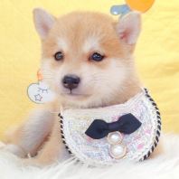 MameShiba Inu ¶¹²ñ²ñÈ® MameShiba Inu ¶¹²ñ²ñÈ®