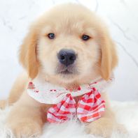 Golden Retriever �ƽ���Ȯ
