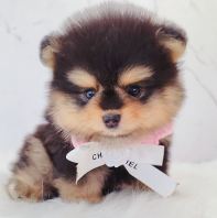 Pomeranian ����