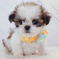 Shih Tzu ��ʩ
