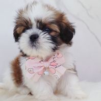 Shih Tzu ��ʩ