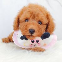 Poodle ̩�Ϲ��