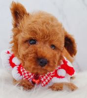 Poodle ̩�Ϲ��