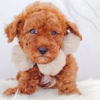 Poodle ̩�Ϲ��